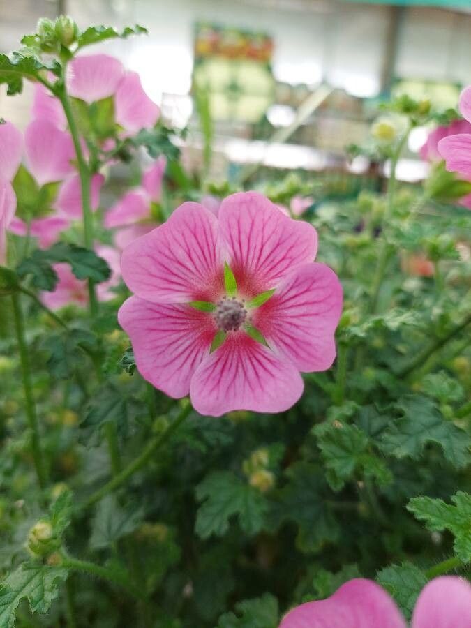 Anisodontea elegans flower