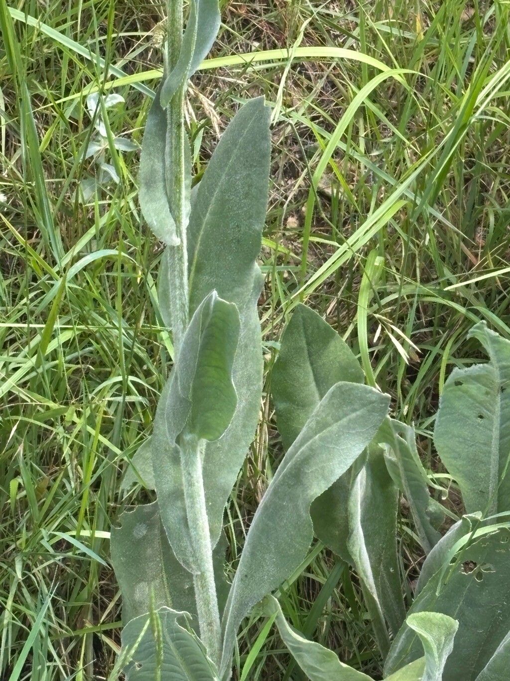 Senecio altissimus — houseplant care guide