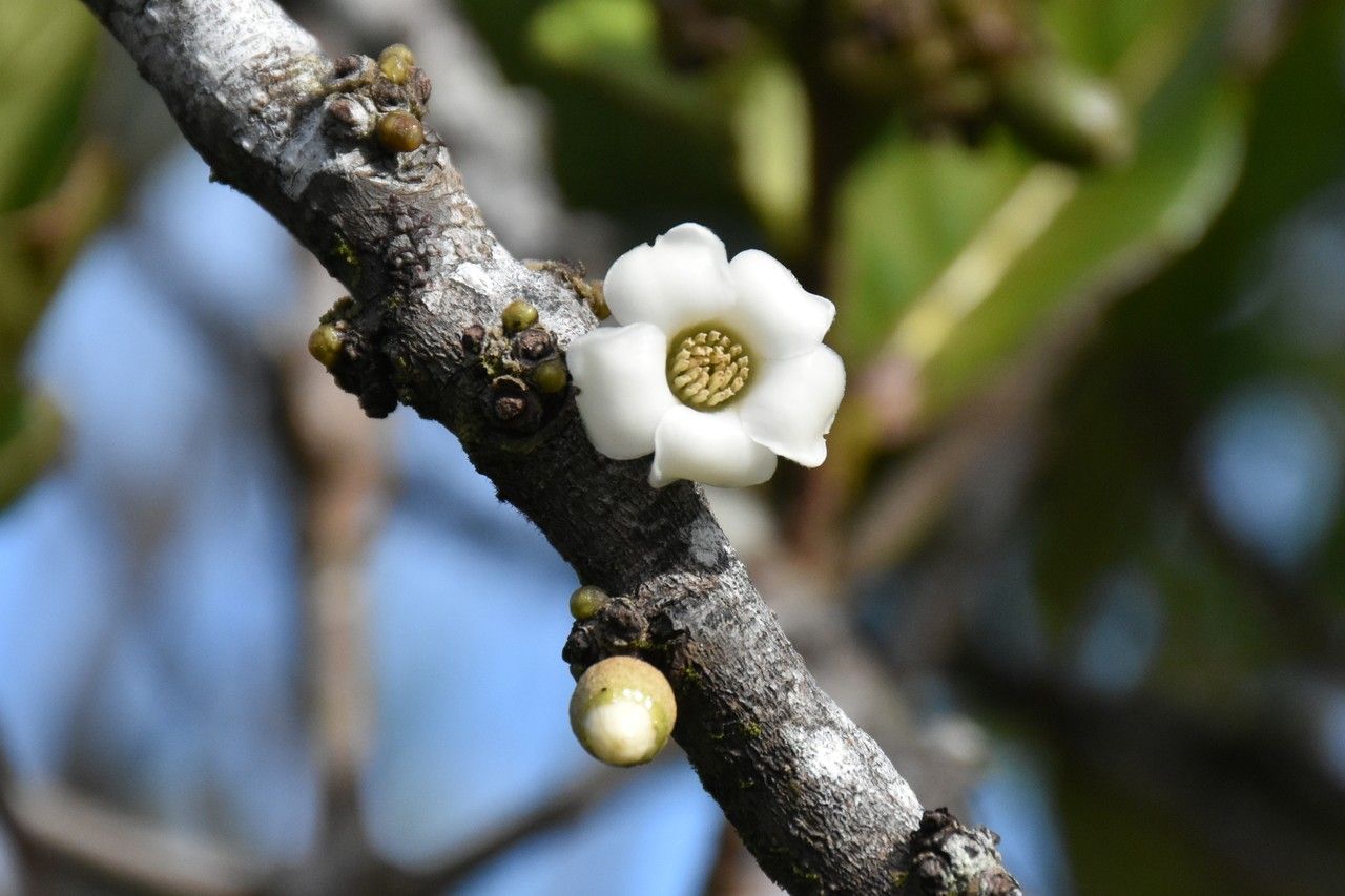 Diospyros revaughanii — search result for 'Ebenaceae'