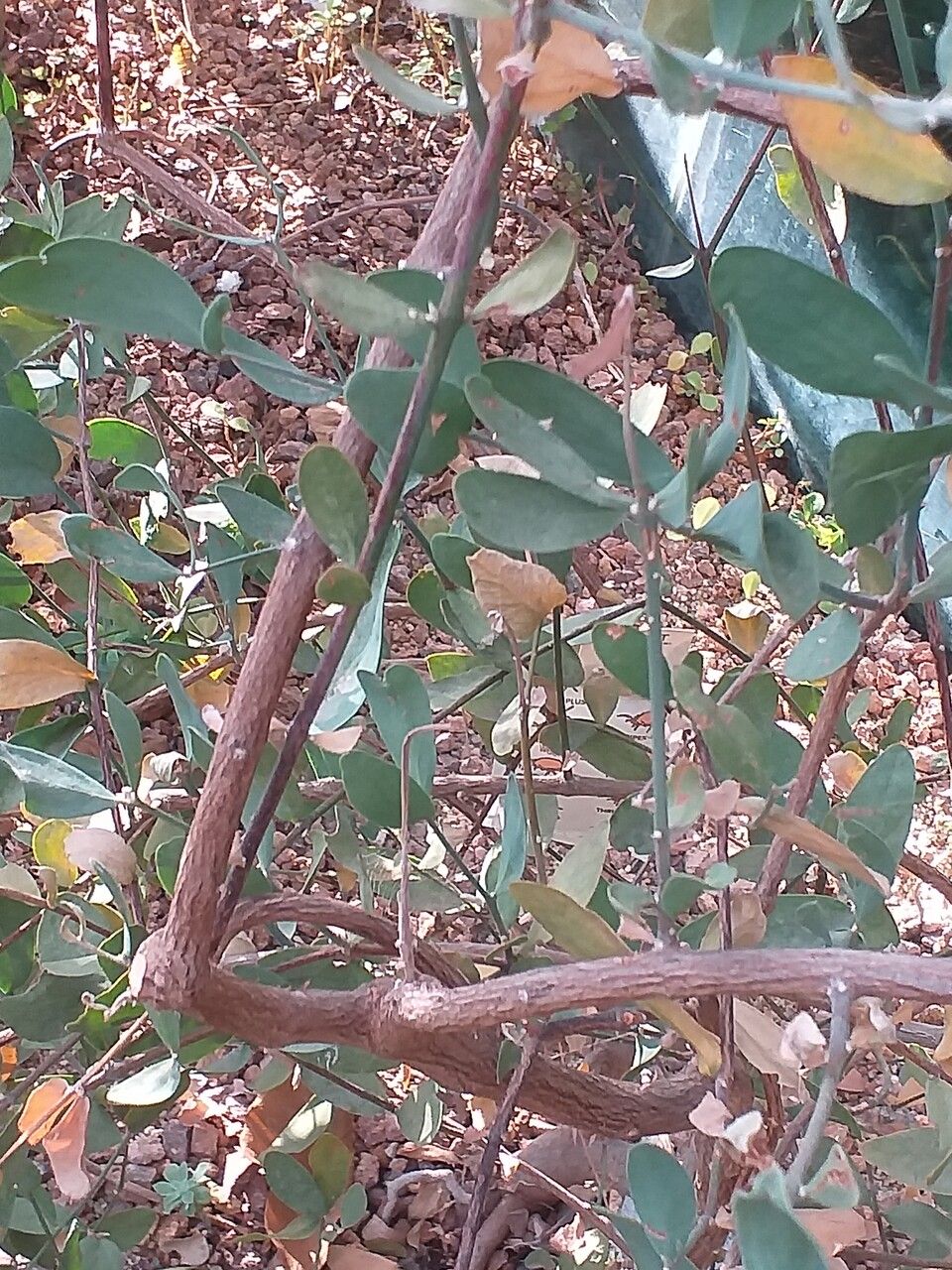 Simmondsia chinensis bark