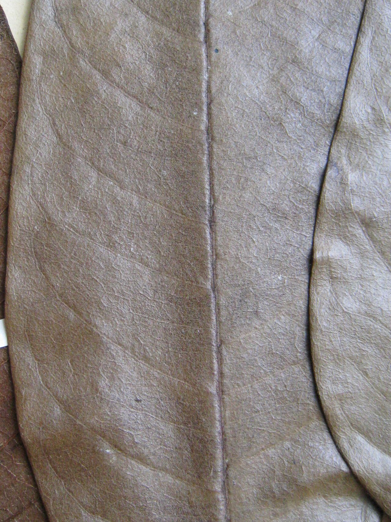 Guatteria richardii — houseplant care guide