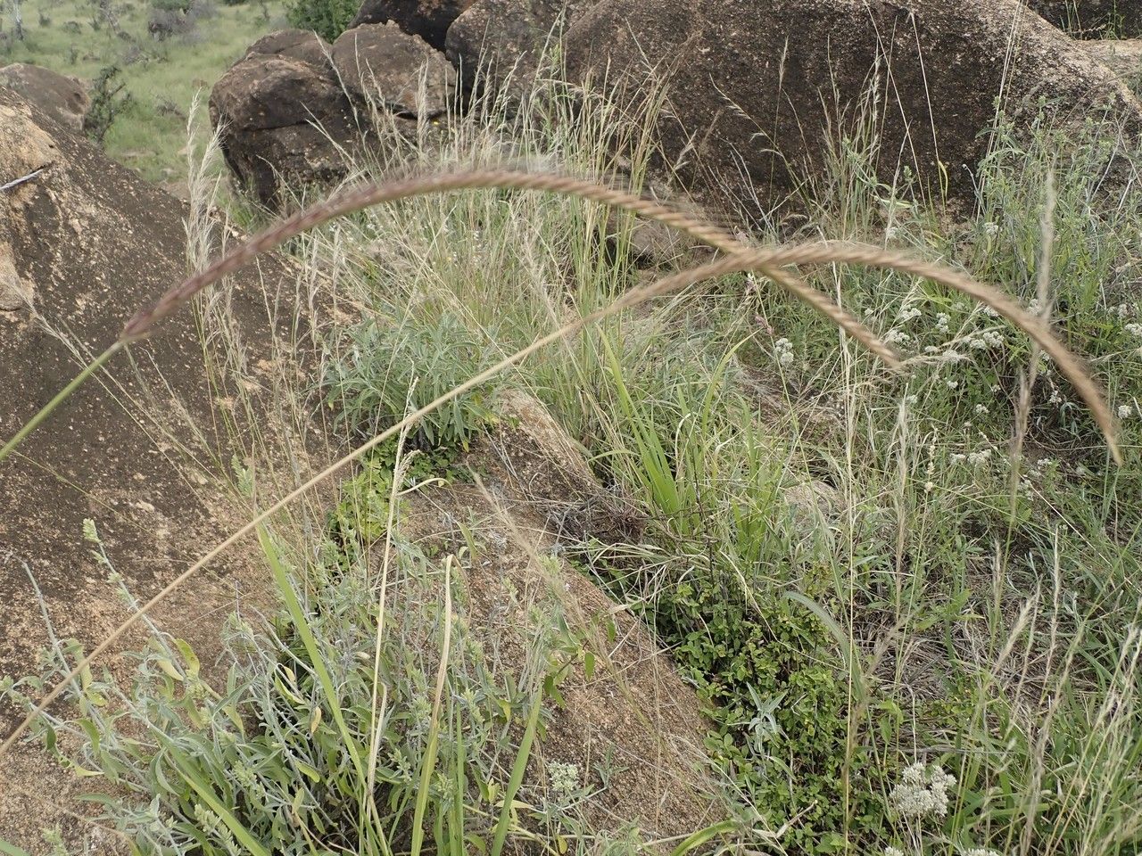 Enteropogon macrostachyus habit
