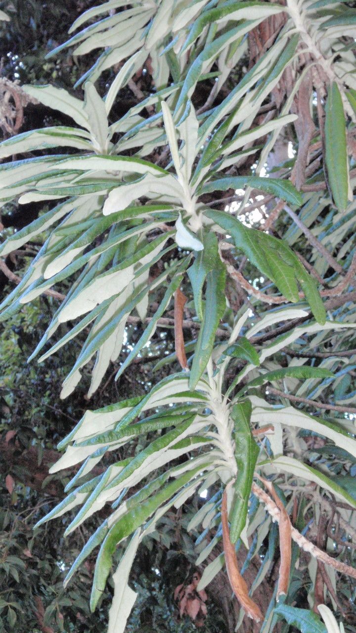 Bedfordia arborescens leaf