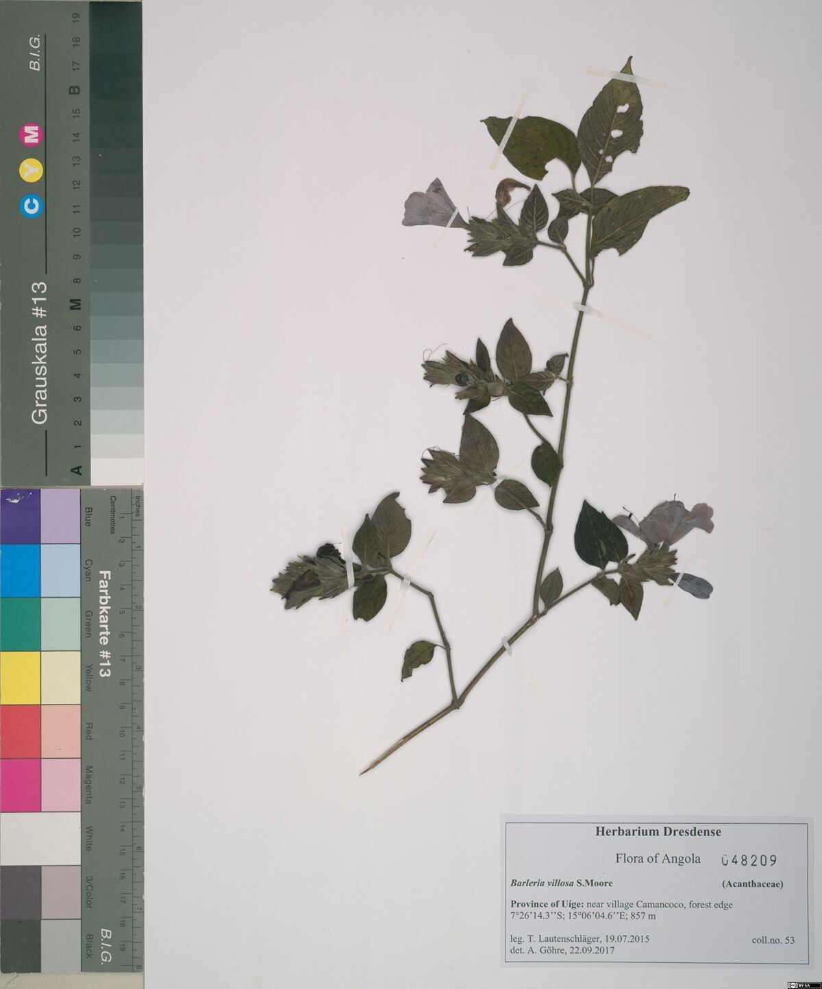 Barleria villosa — houseplant care guide