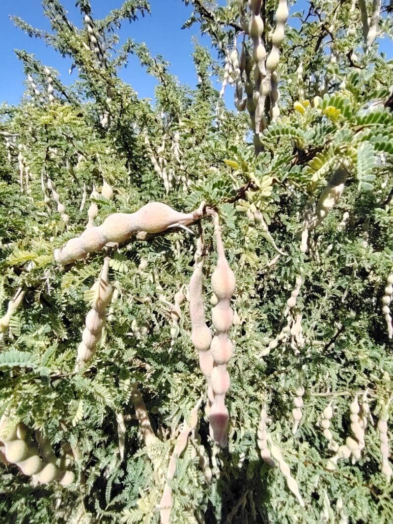 Vachellia gummifera — houseplant care guide