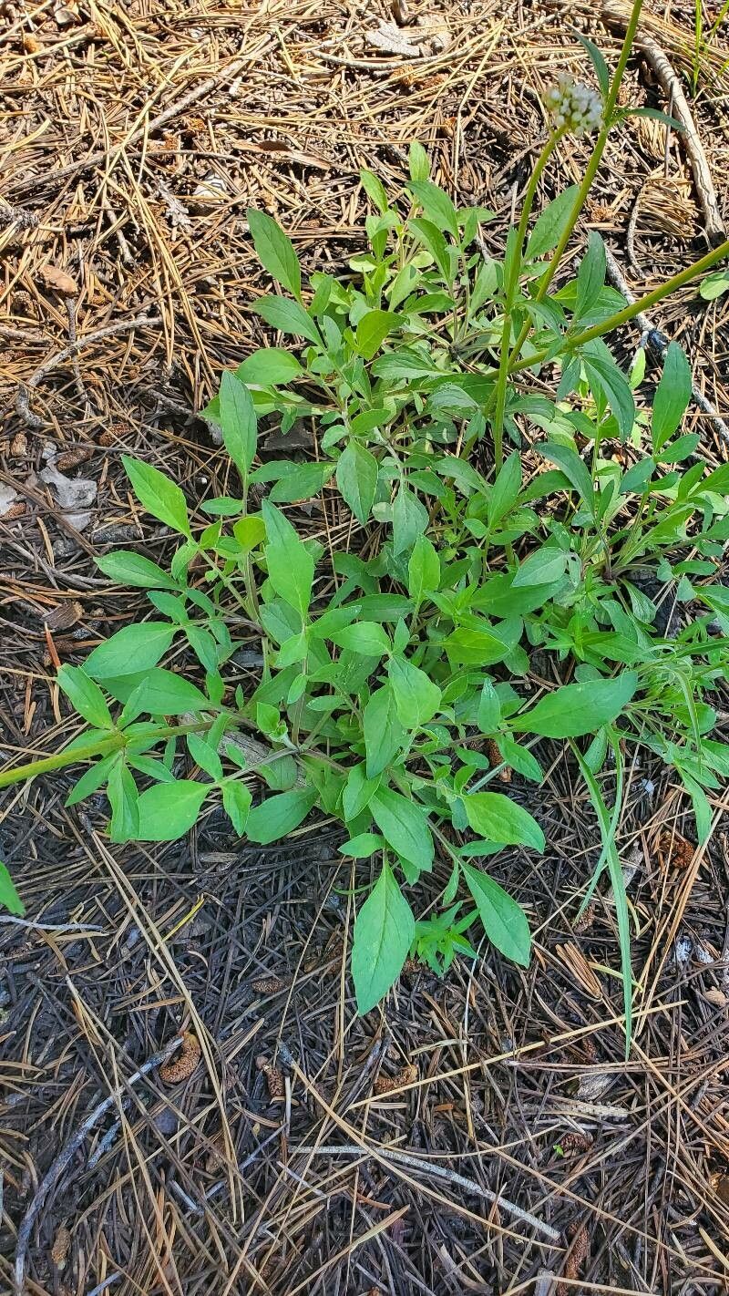Valeriana californica — search result for 'Valeriana'