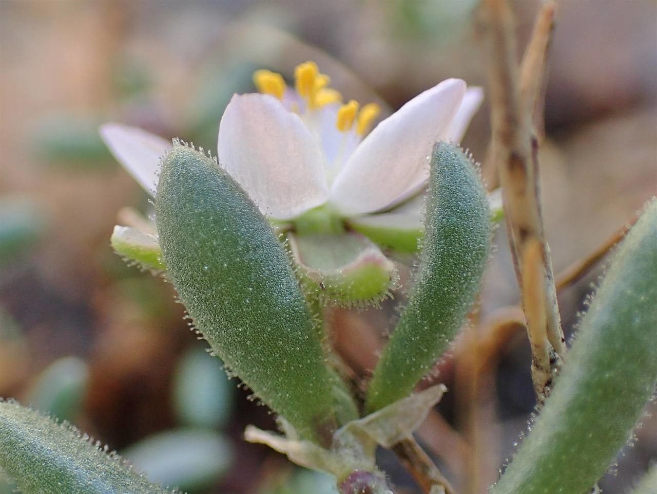 Spergula macrorrhiza flower