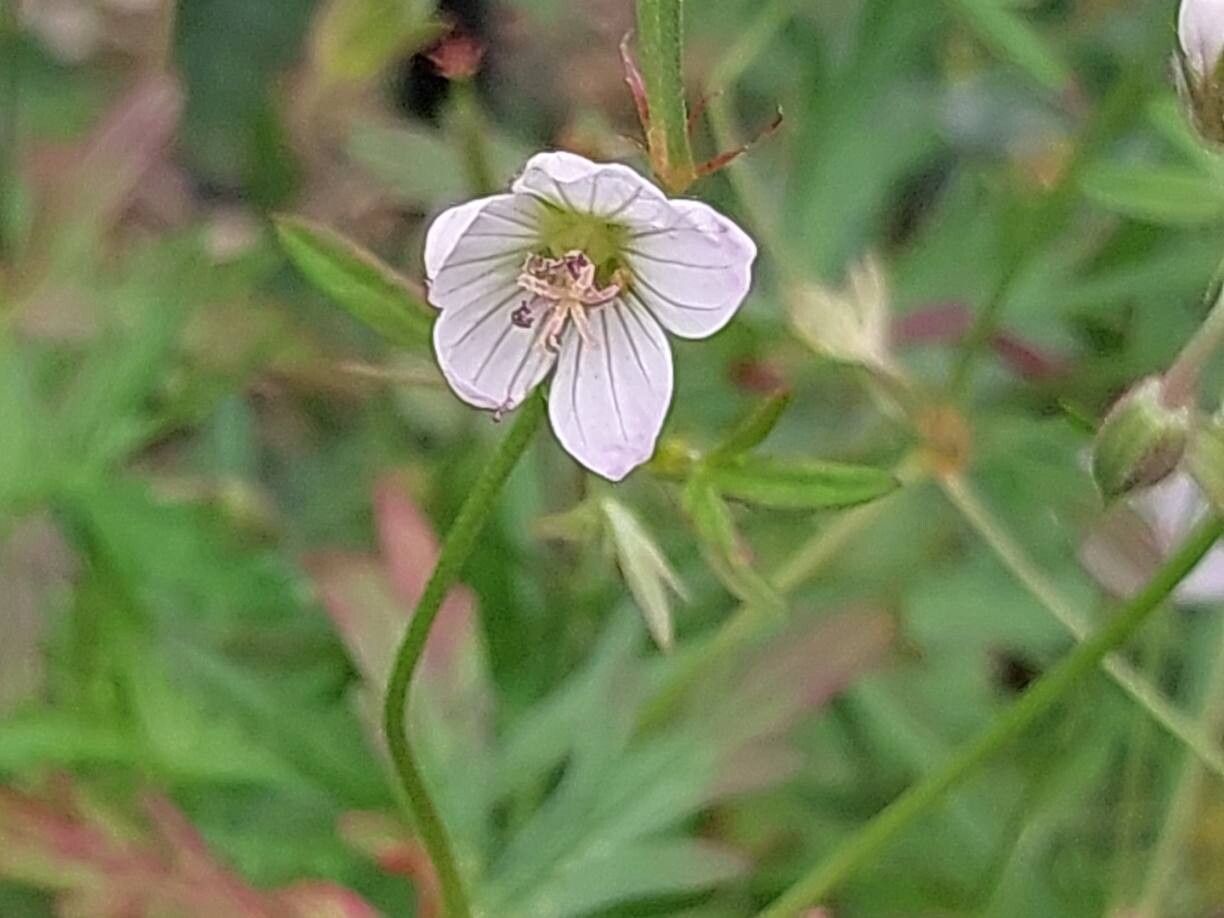 Geranium caffrum flower