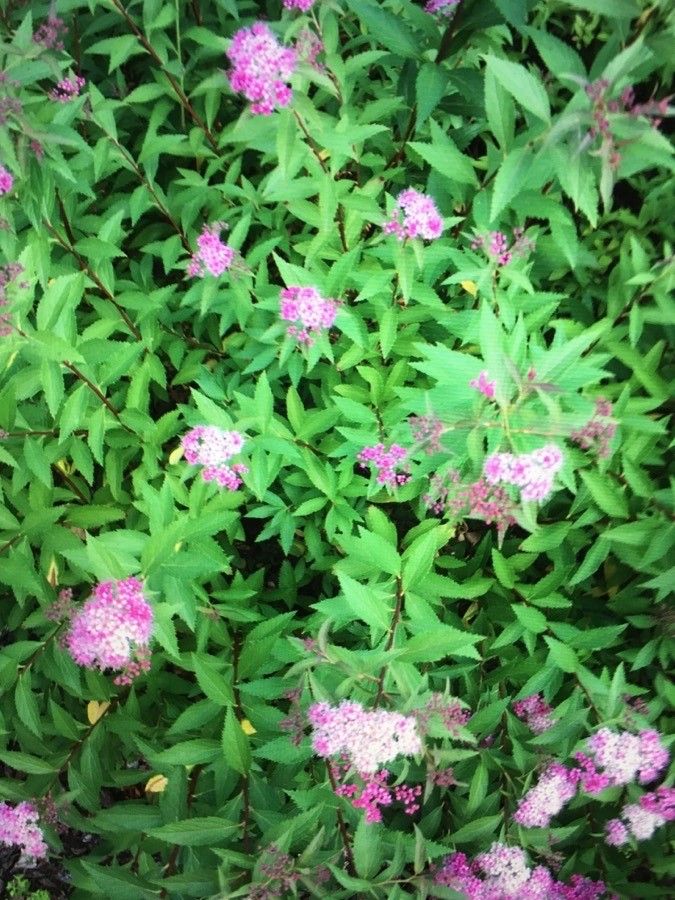 Spiraea × bumalda flower