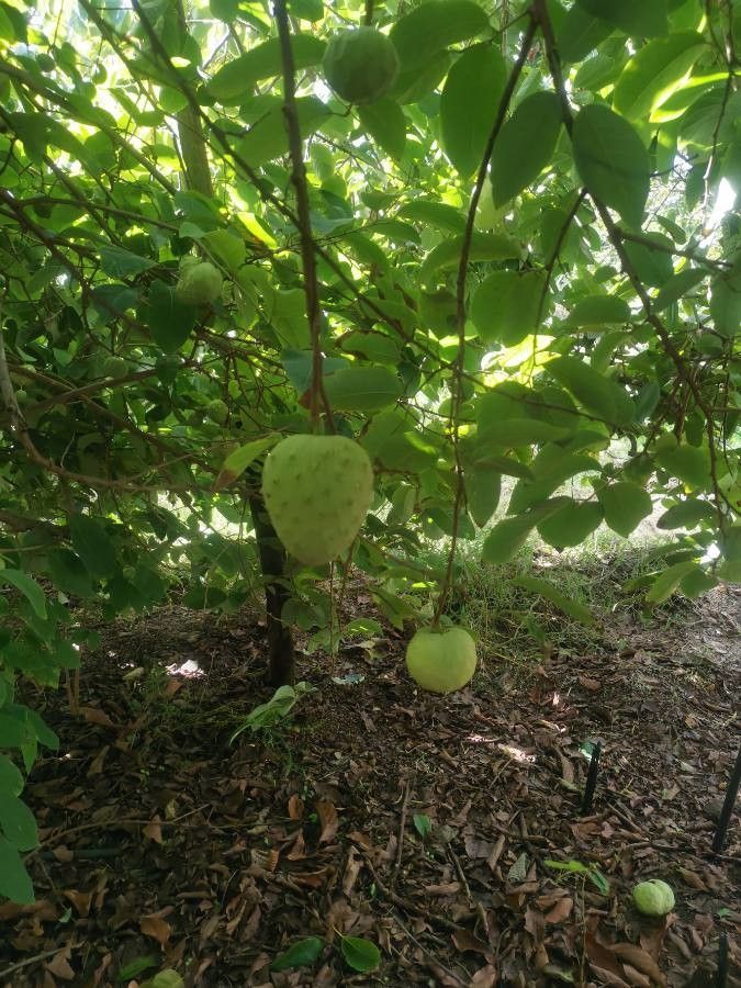 Annona senegalensis fruit