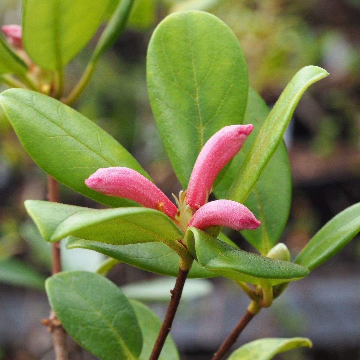 Rhododendron angiense flower