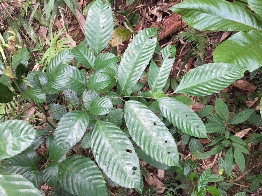 Leea indica leaf