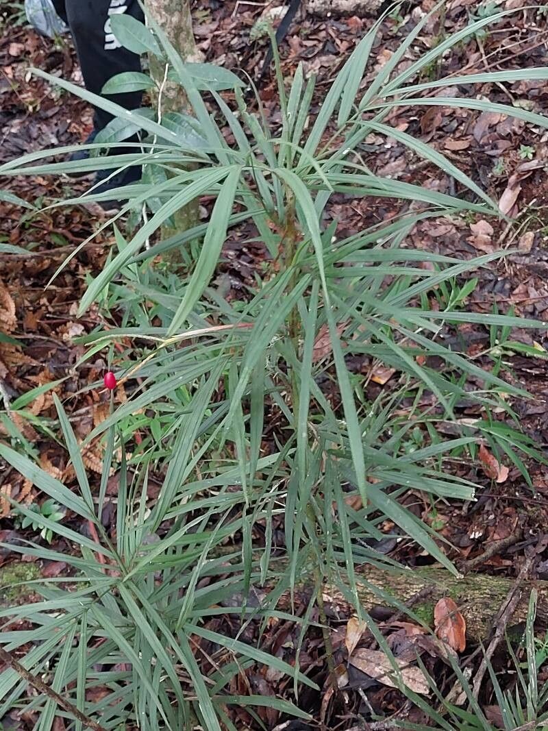 Dypsis heterophylla habit