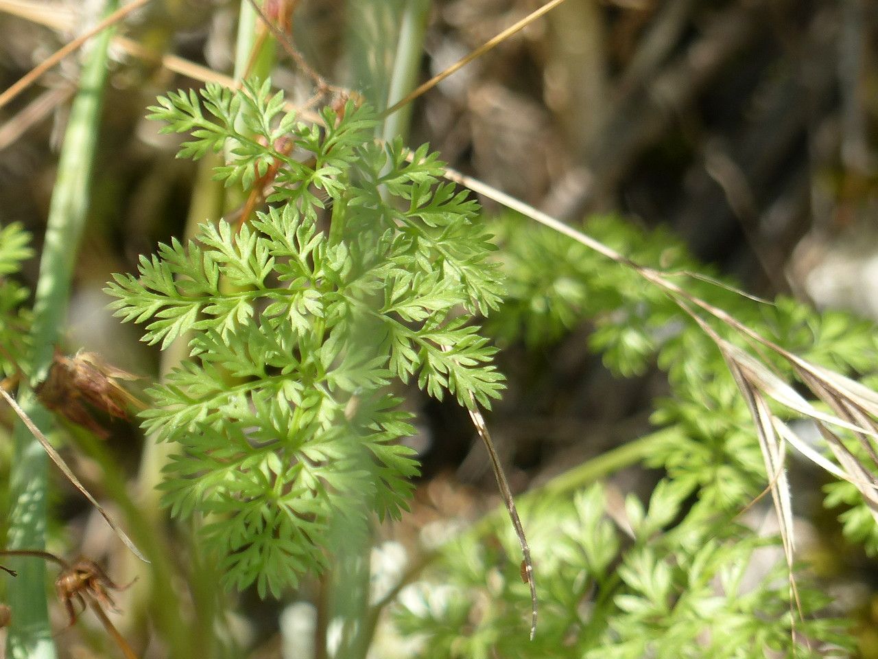 Orlaya grandiflora leaf