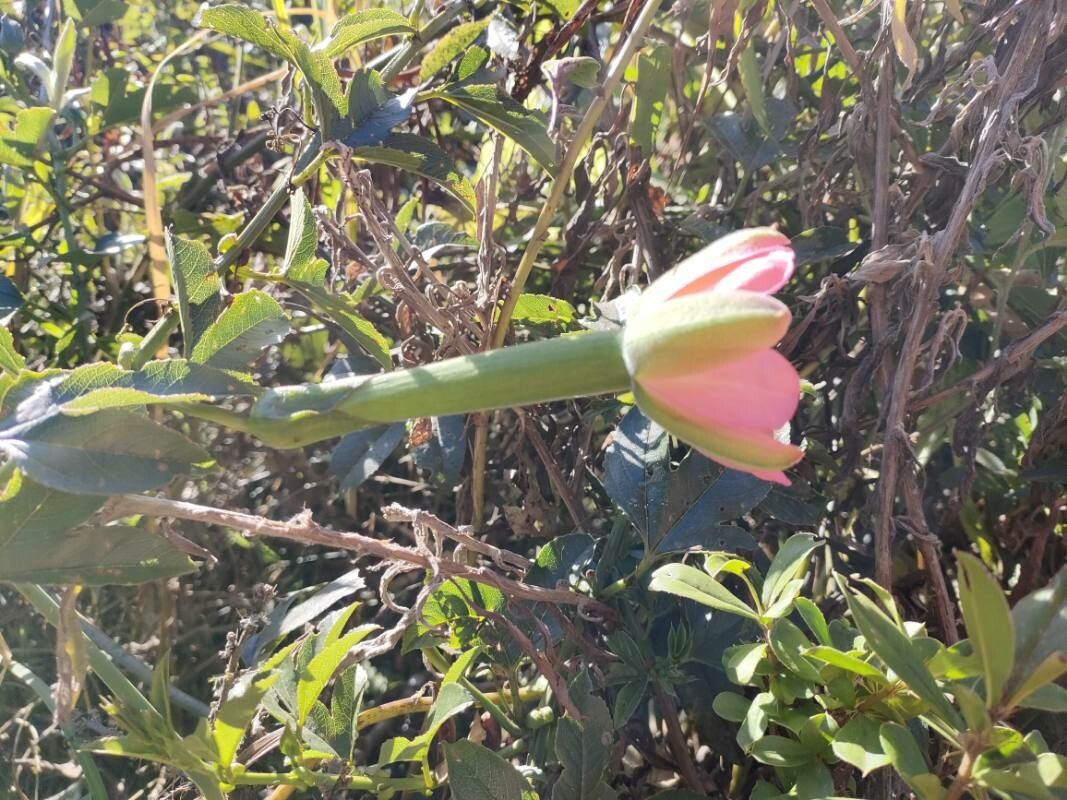 Passiflora mixta flower