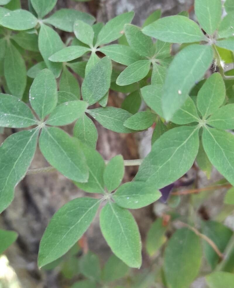 Tropaeolum pentaphyllum — search result for 'Paraguay'