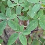 Tropaeolum pentaphyllum