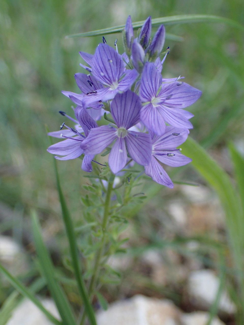Veronica orsiniana flower