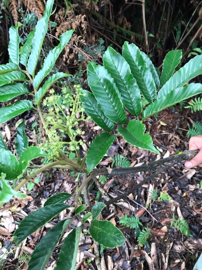 Brunellia costaricensis leaf