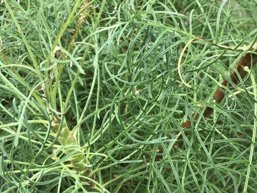 Sonchus leptocephalus leaf