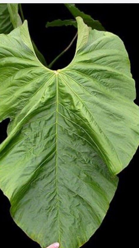 Anthurium balaoanum — search result for 'Anthurium'