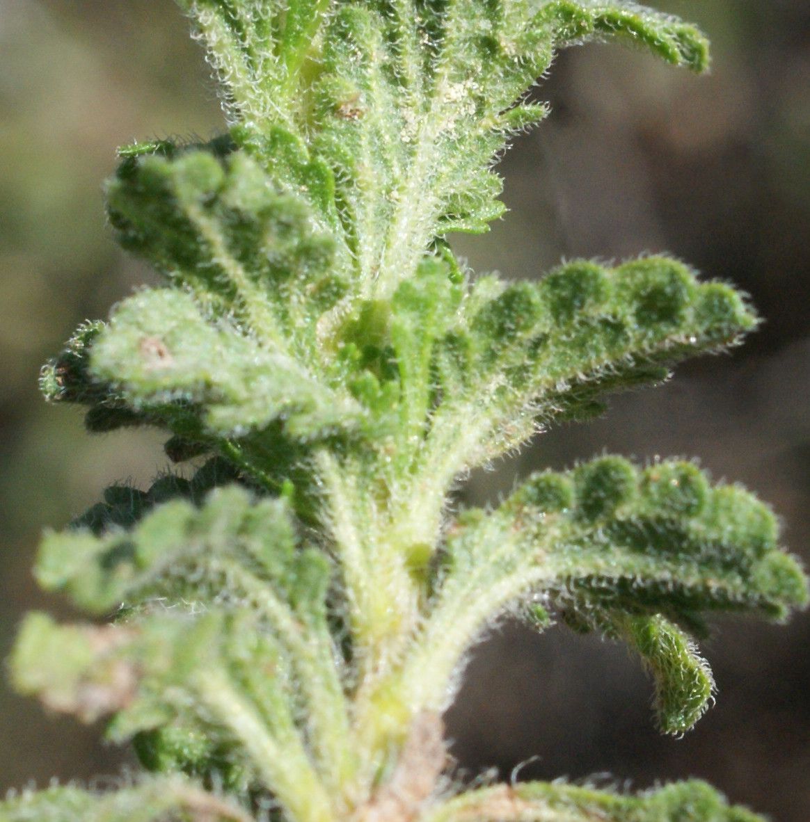 Sideritis vulgaris — houseplant care guide