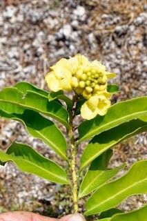 Acridocarpus zanzibaricus habit