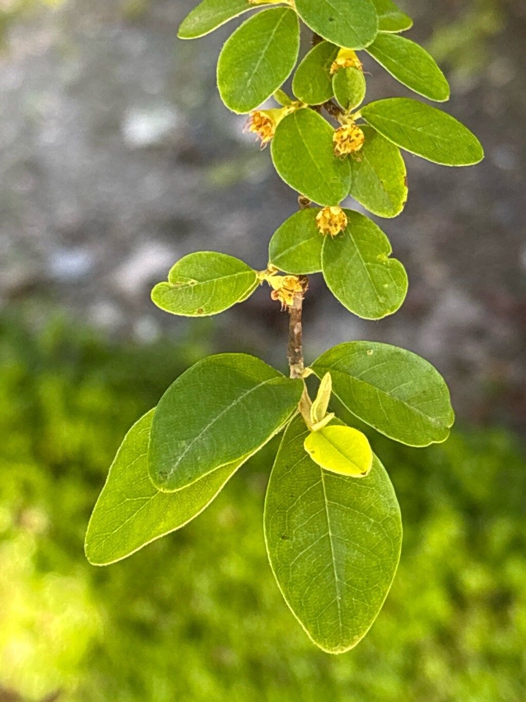 Cotoneaster affinis leaf