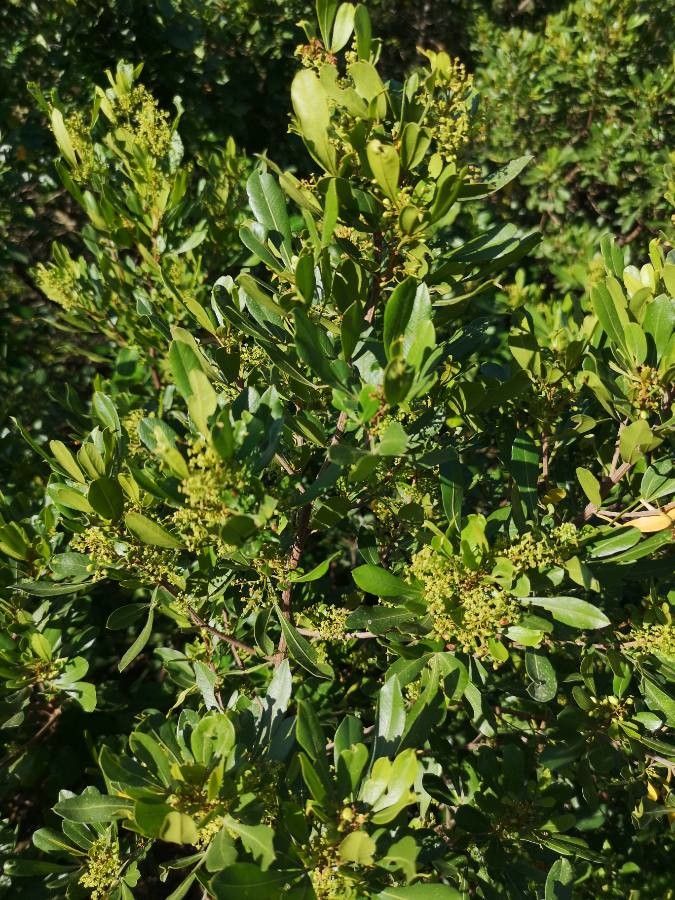 Searsia gueinzii — search result for 'Anacardiaceae'