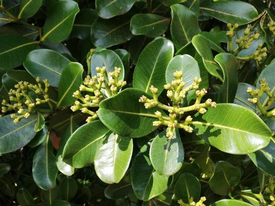 Syzygium macranthum leaf