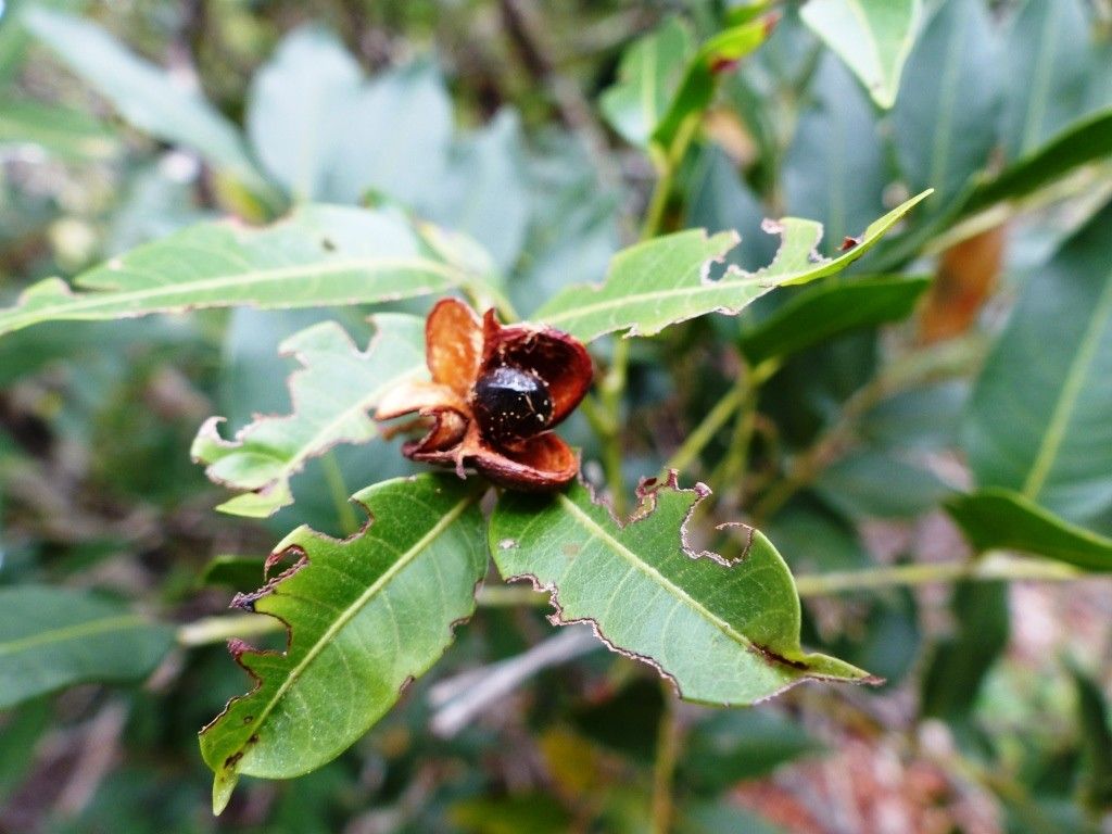 Cupaniopsis fruticosa — search result for 'Cupaniopsis'
