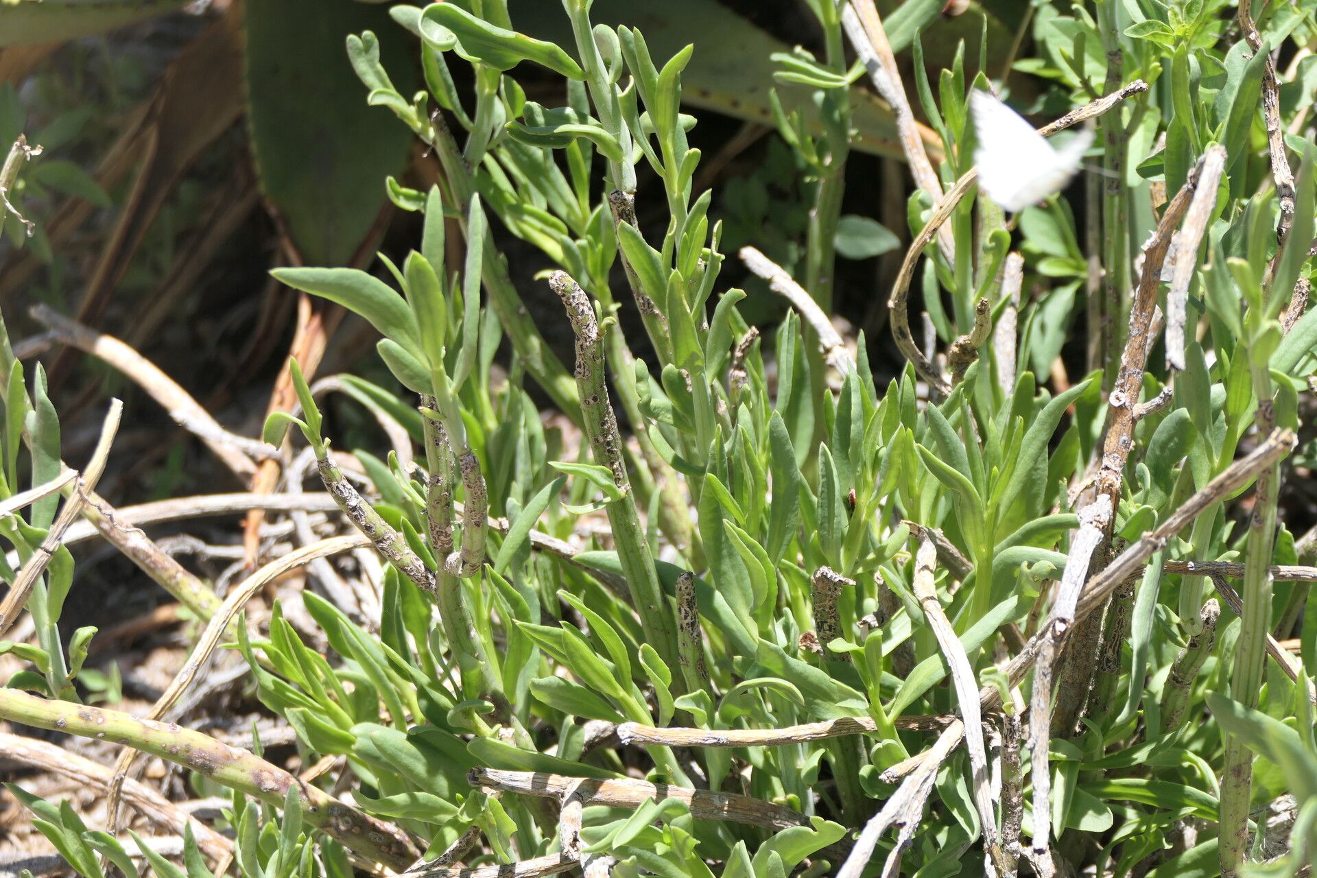 Kleinia longiflora leaf