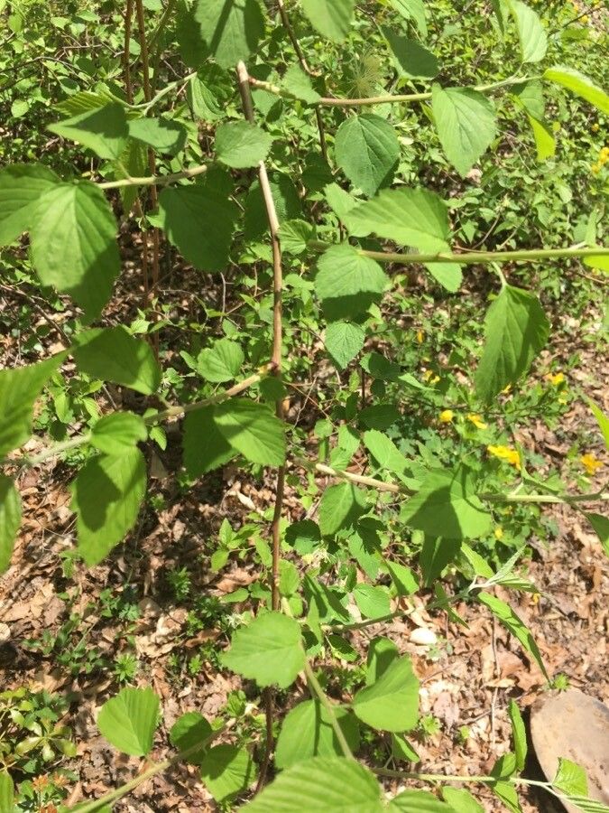 Neviusia alabamensis — search result for 'Alabama'