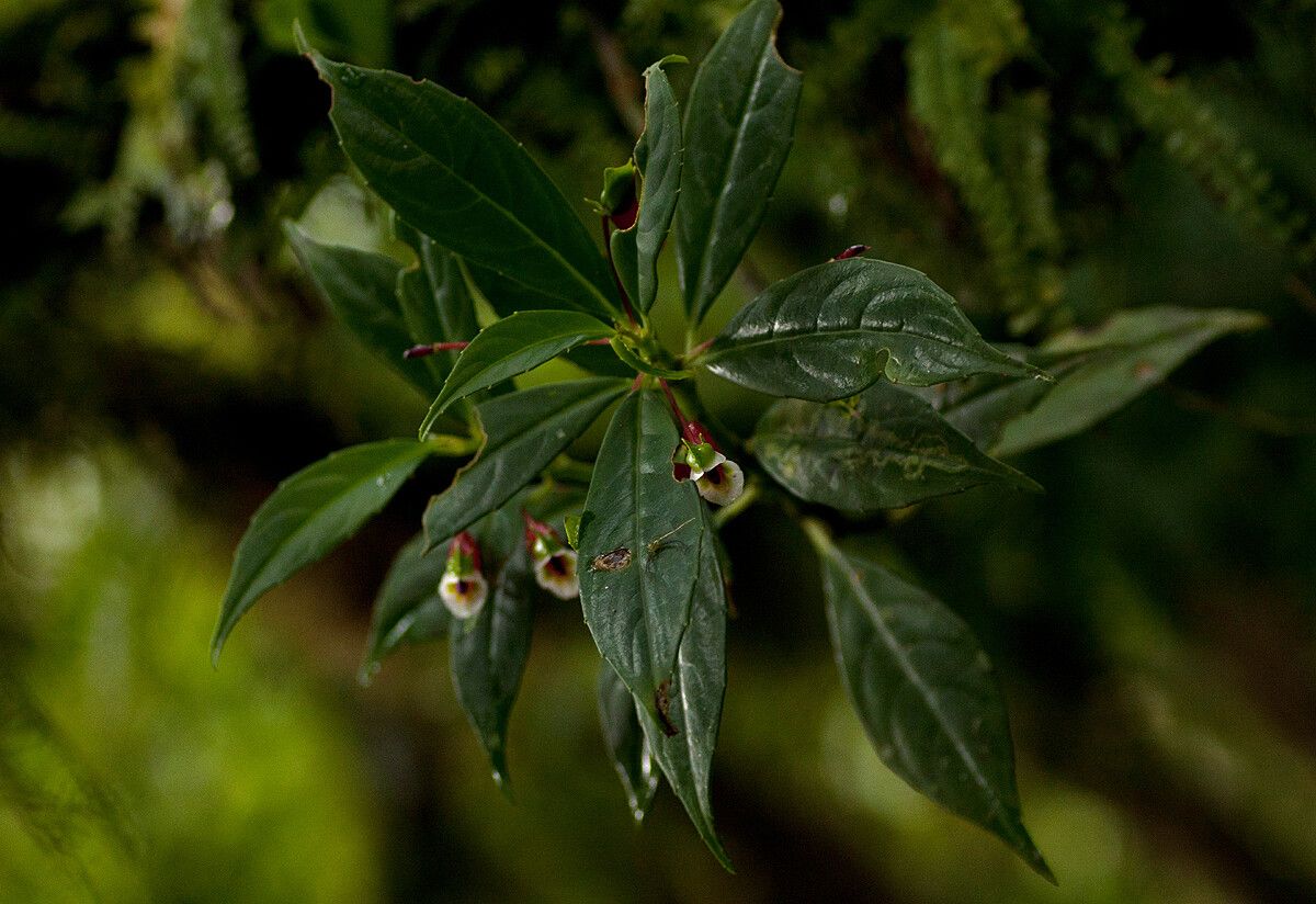 Impatiens paucidentata — houseplant care guide