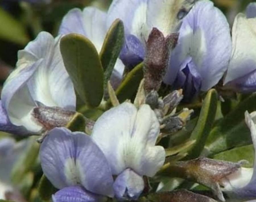 Sophora arizonica — related species from the same genus