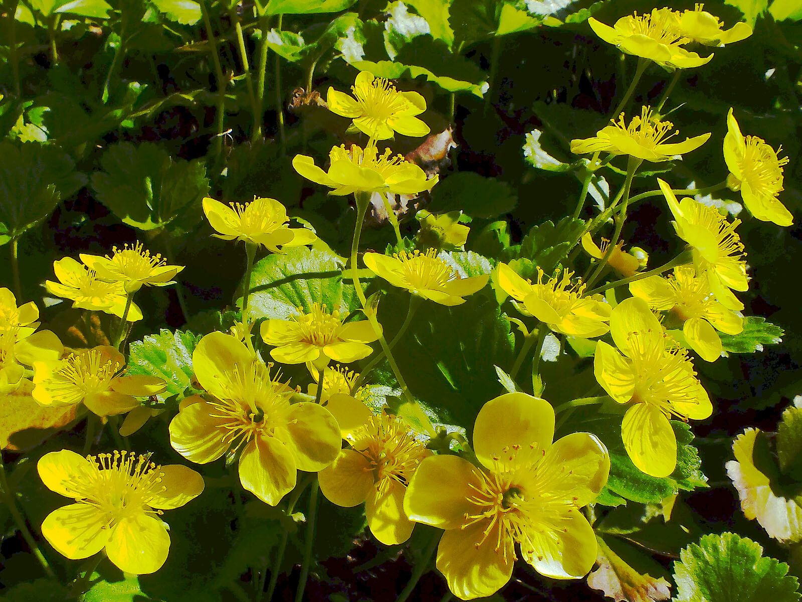 Ranunculus creticus flower