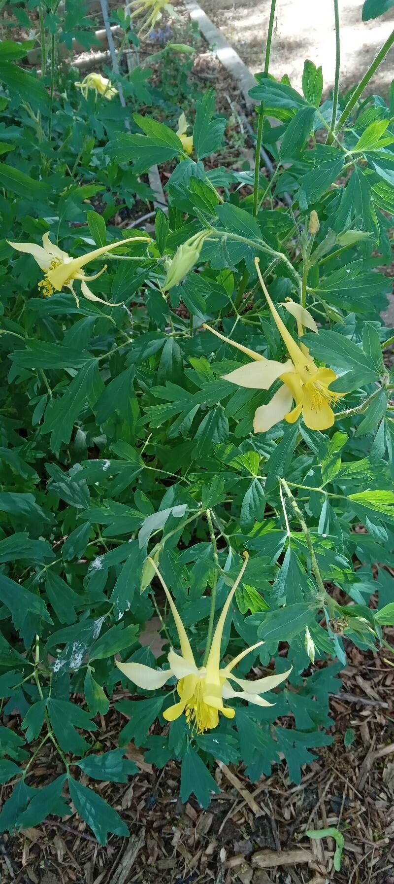 Aquilegia chrysantha habit