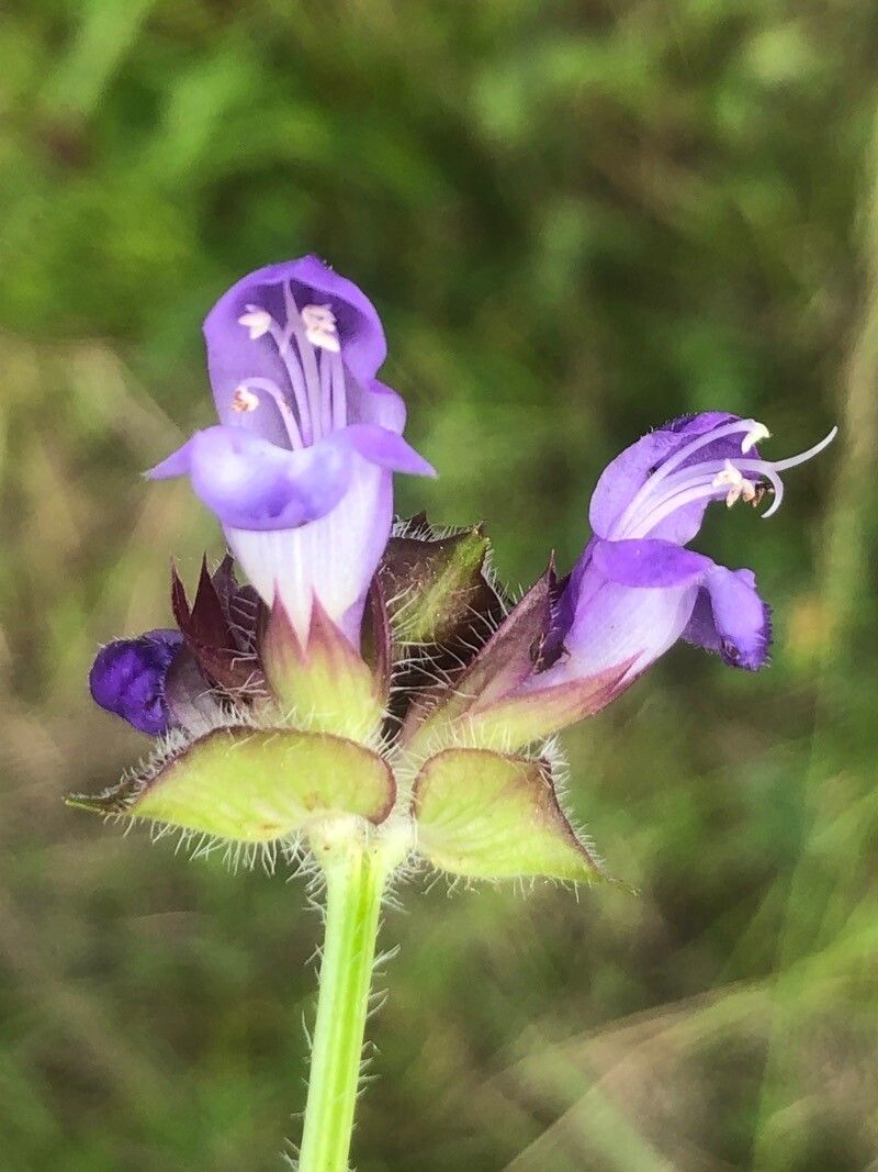 Prunella grandiflora flower