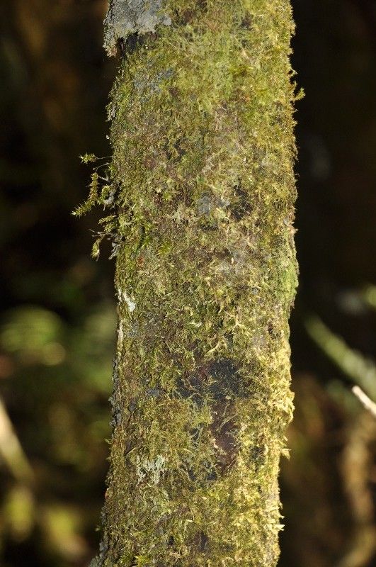 Cyathea borbonica bark
