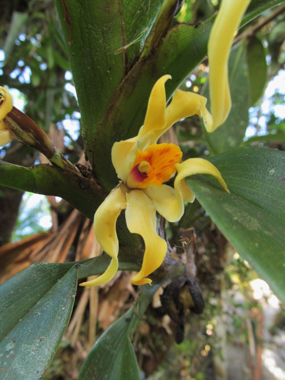 Camaridium inauditum — houseplant care guide