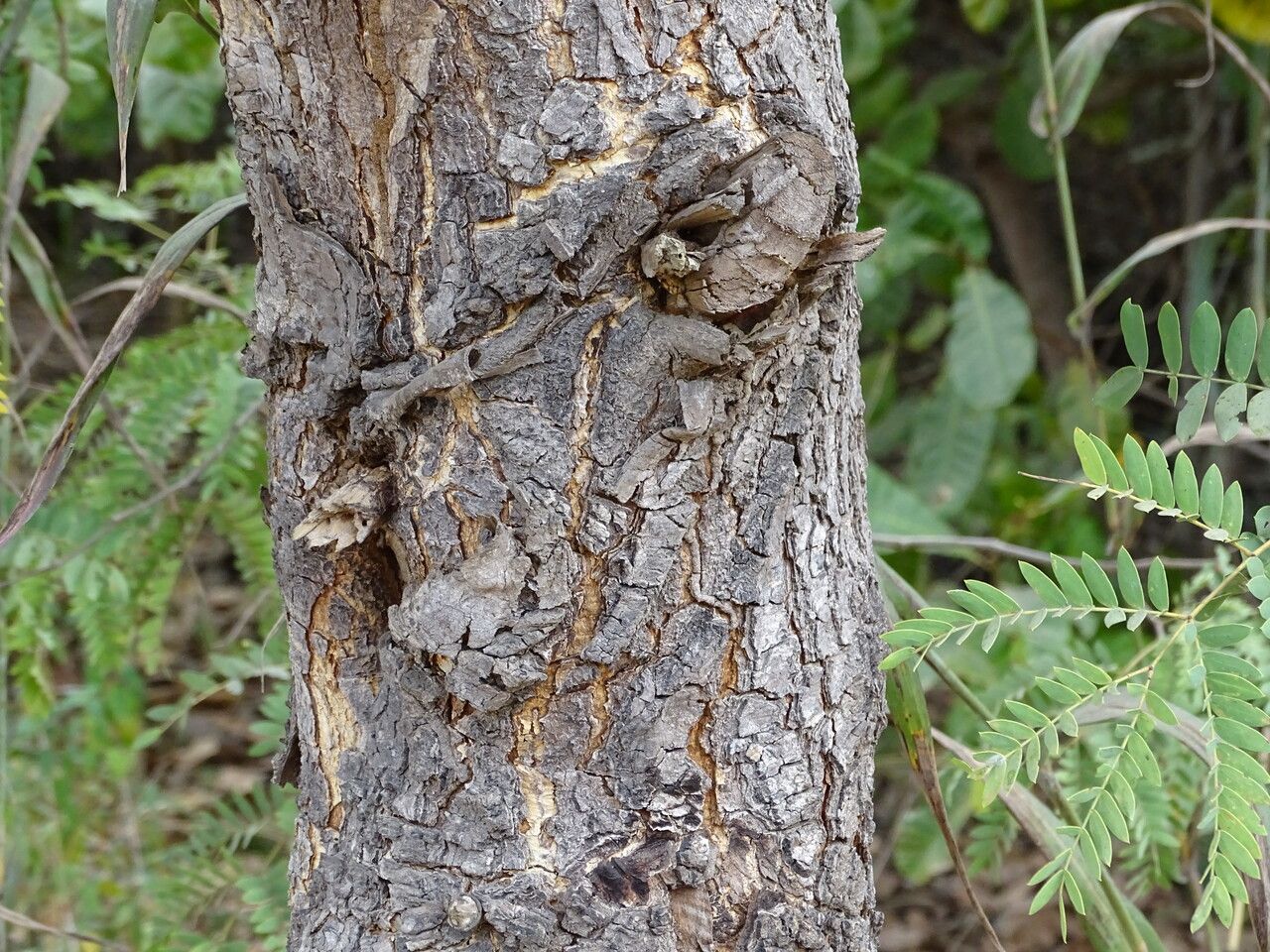 Prosopis africana bark