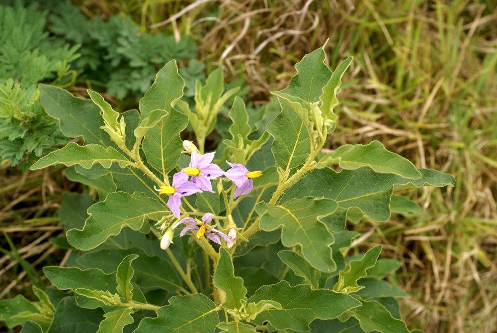 Solanum dasyphyllum — search result for 'Solanum'