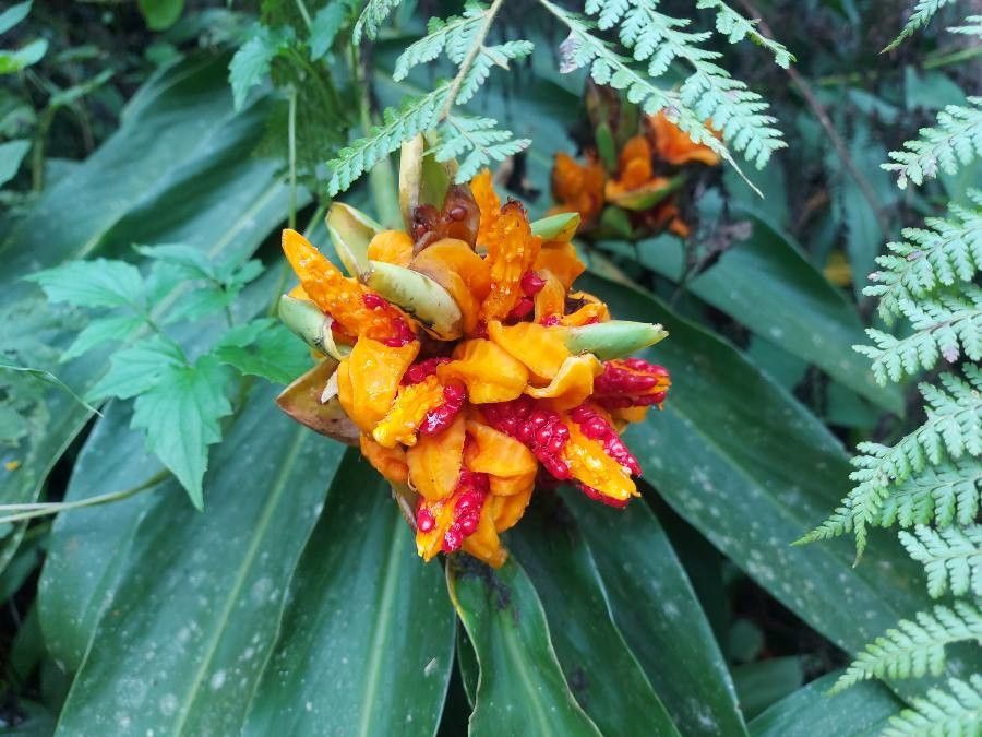 Elettaria cardamomum flower