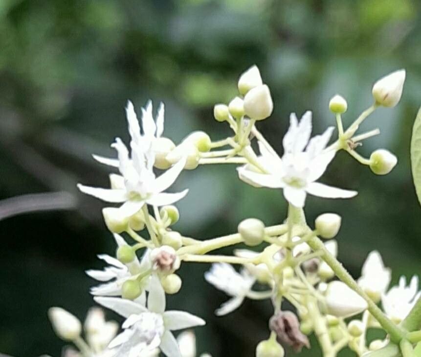Ayenia catalpifolia flower
