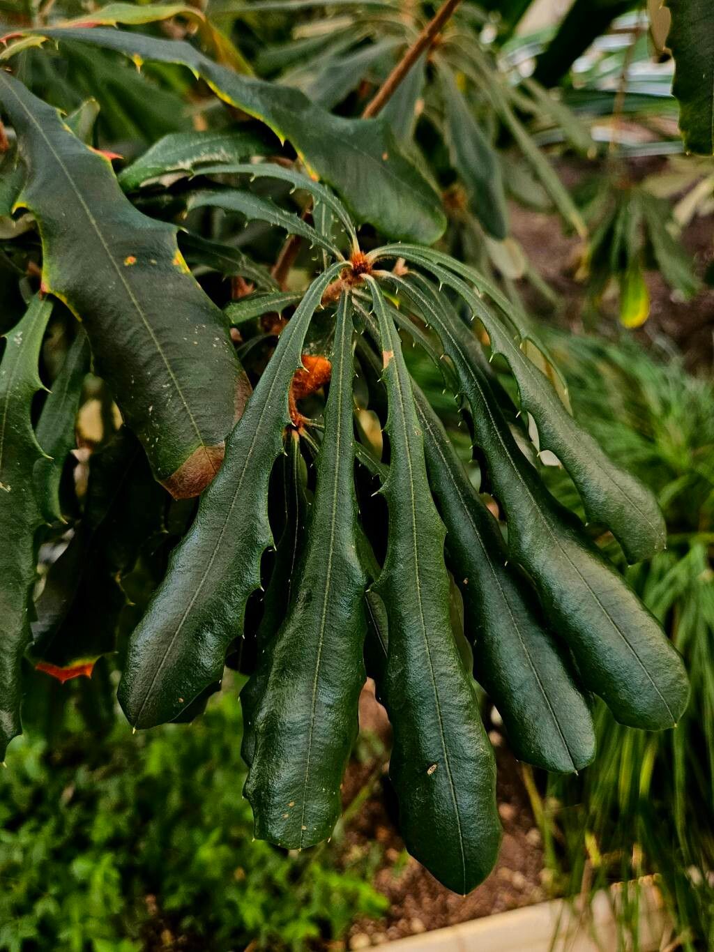 Banksia montana leaf