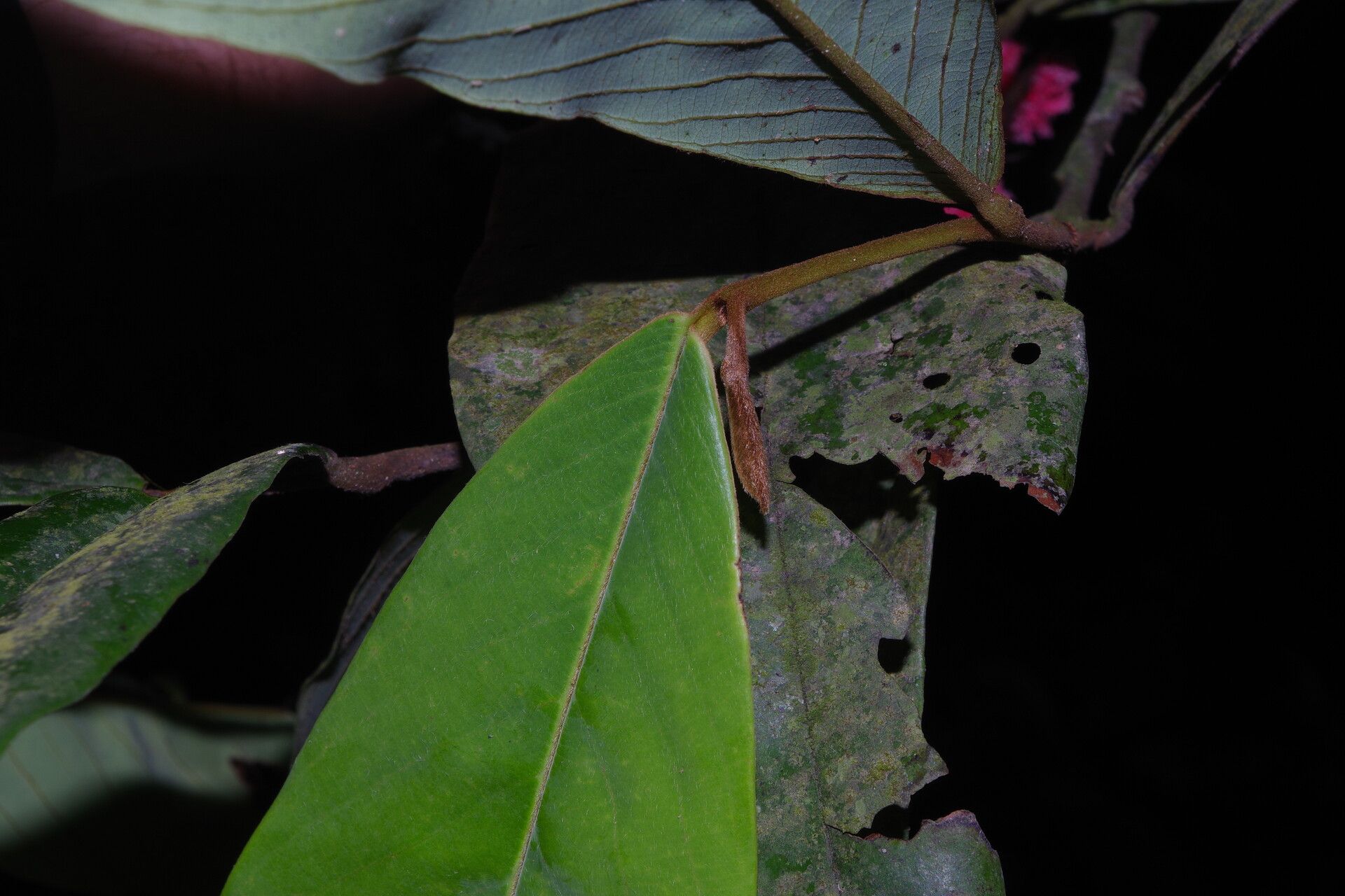 Piptostigma macrophyllum leaf