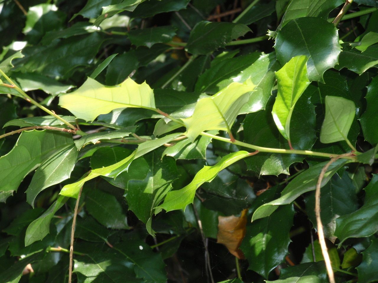 Itea ilicifolia leaf