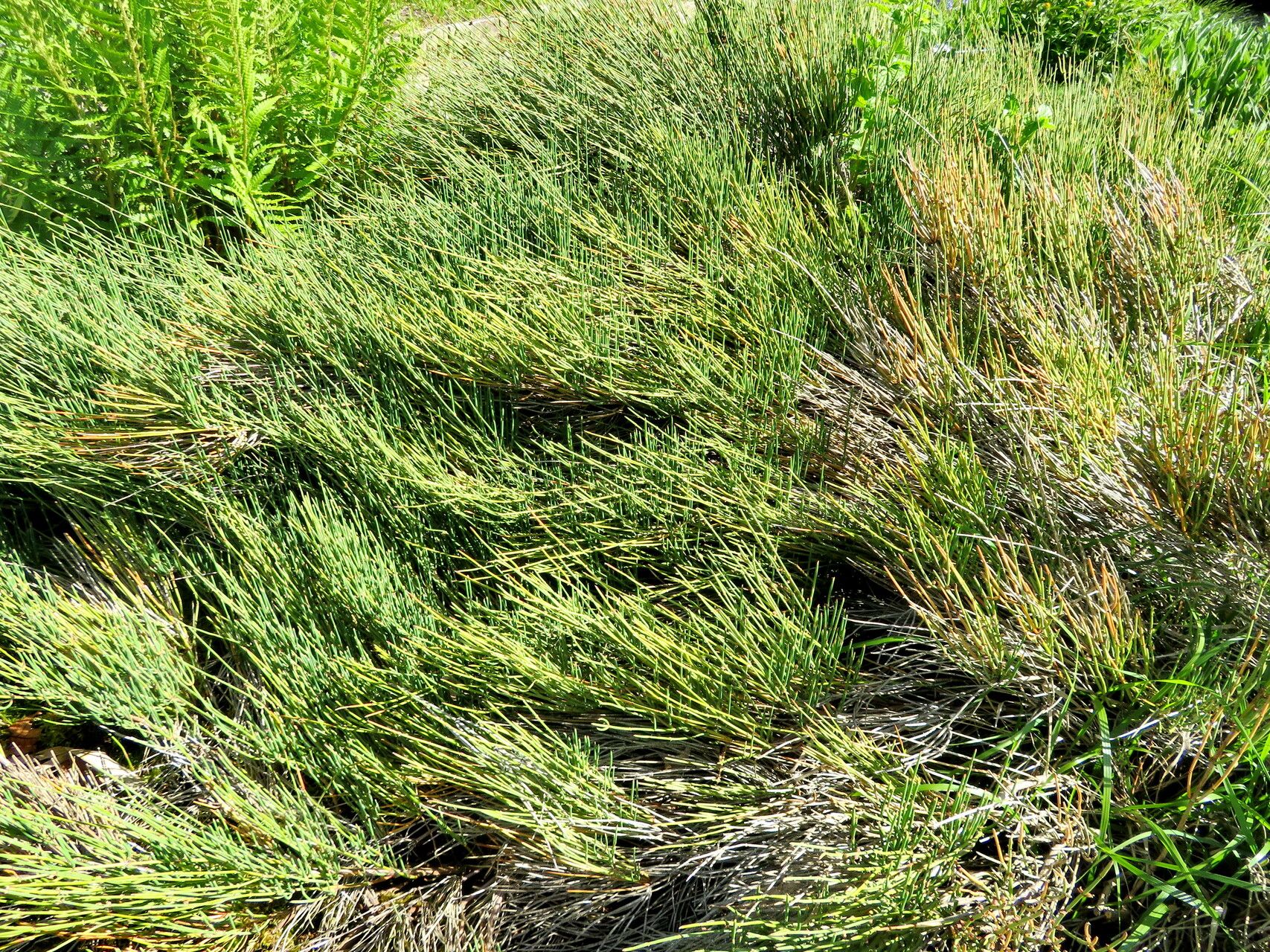Ephedra saxatilis habit