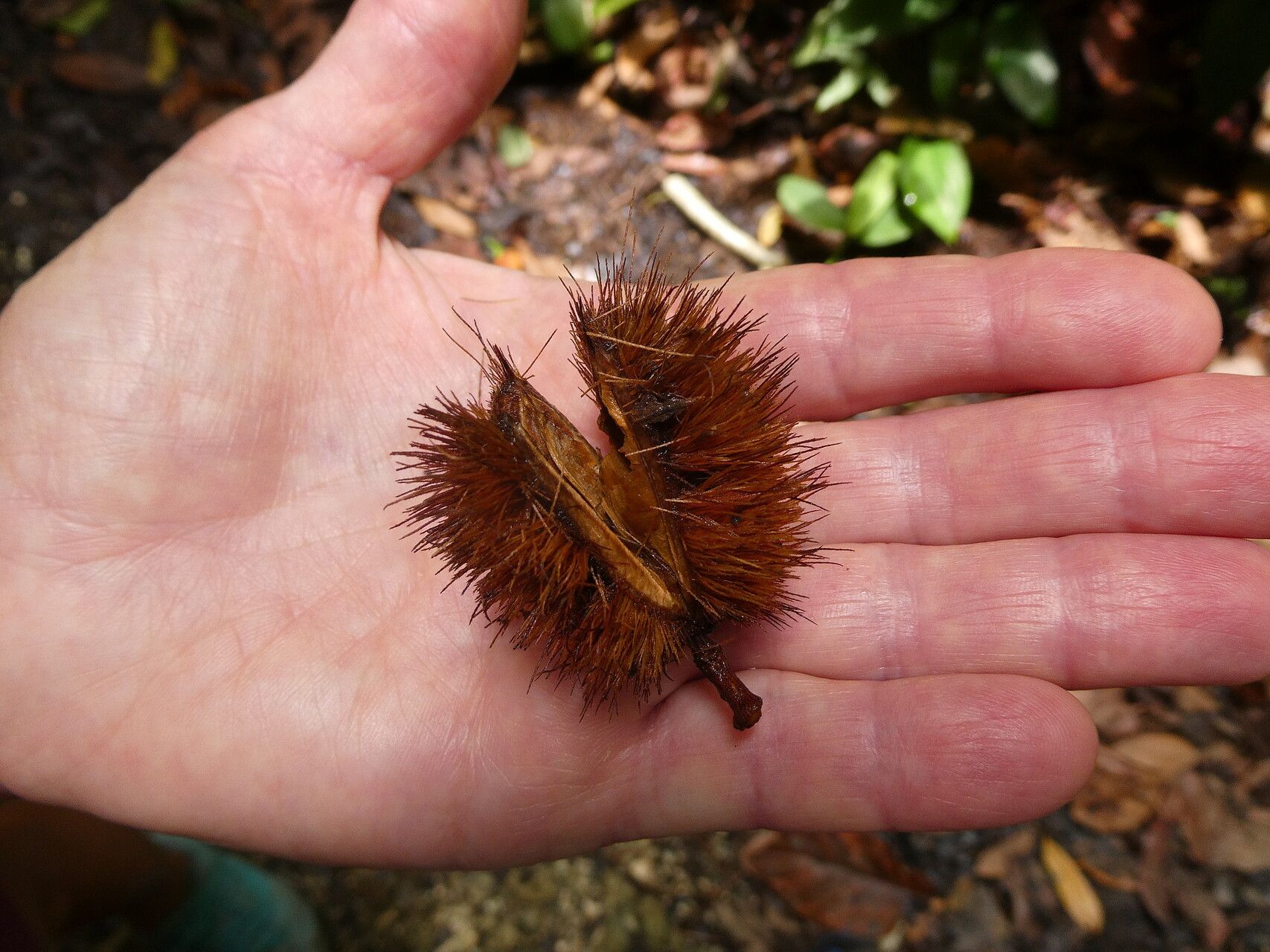 Sloanea truncata fruit