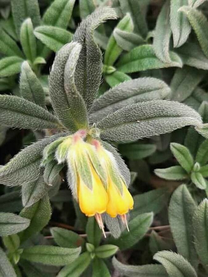 Onosma frutescens — houseplant care guide